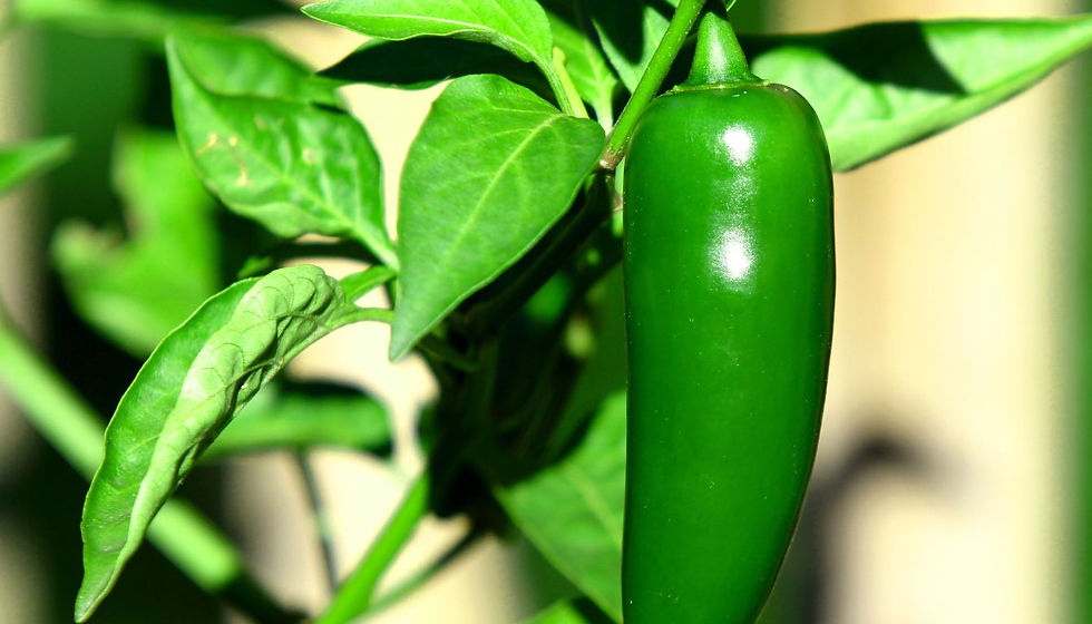 Close-up of a glossy green chili pepper hanging from a plant with bright leaves against a blurred background.