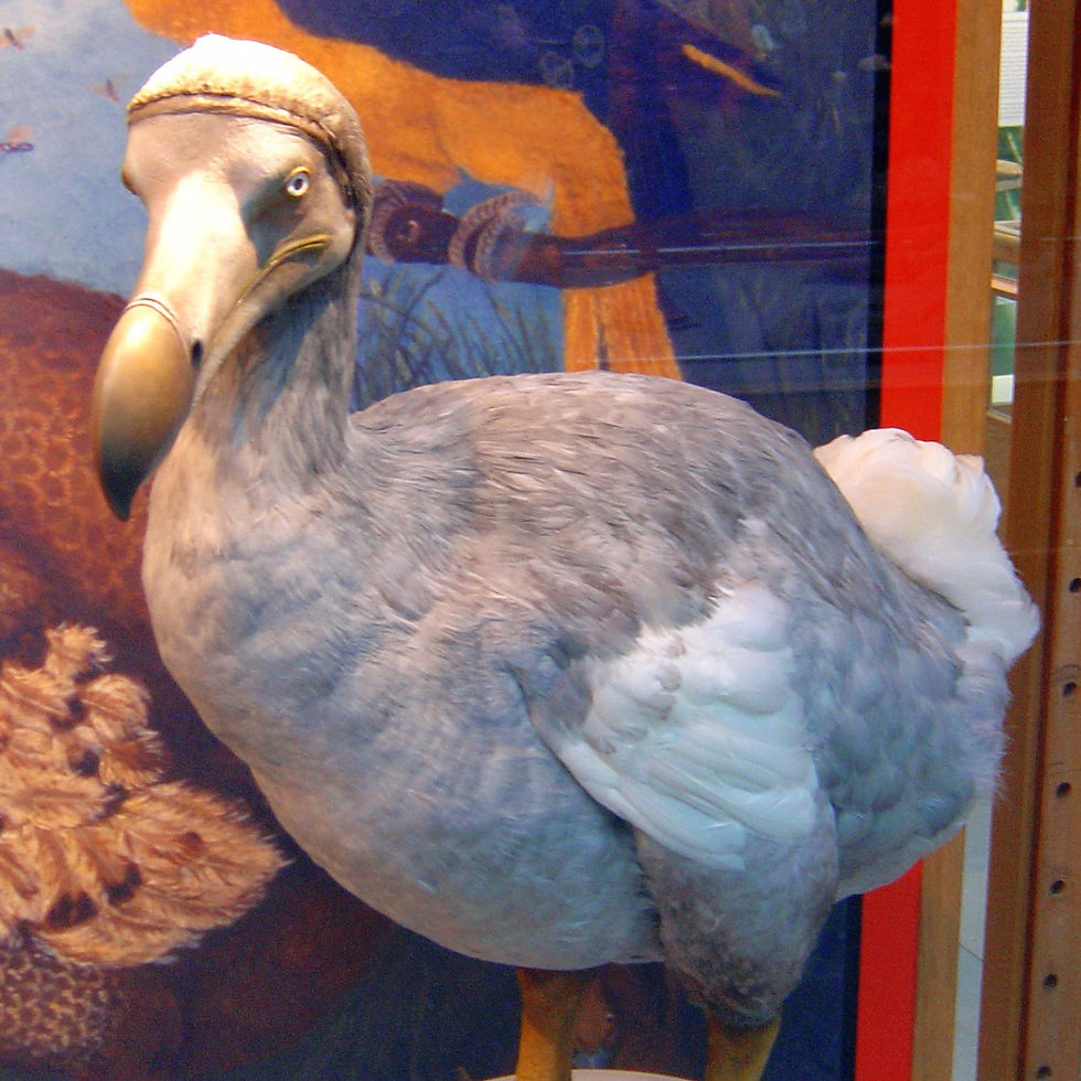 Dodo, oiseau endémique de l'île Maurice