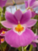 Arteterapia - Juliana de Melo - Arteterapeuta - Terapia para mulheres - Fotografia