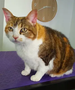 Dylan Toilettage Le Poiré Sur Vie Album