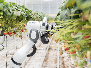 Berry Harvesting Robot for Strawberries_edited.png