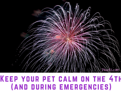 Keep your pet calm on the 4th (and during emergencies)