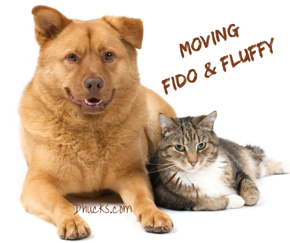 moving your pet