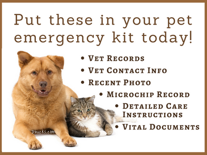 7 documents you must have in your pet's emergency kit