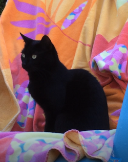 Her throne (anywhere she sits)