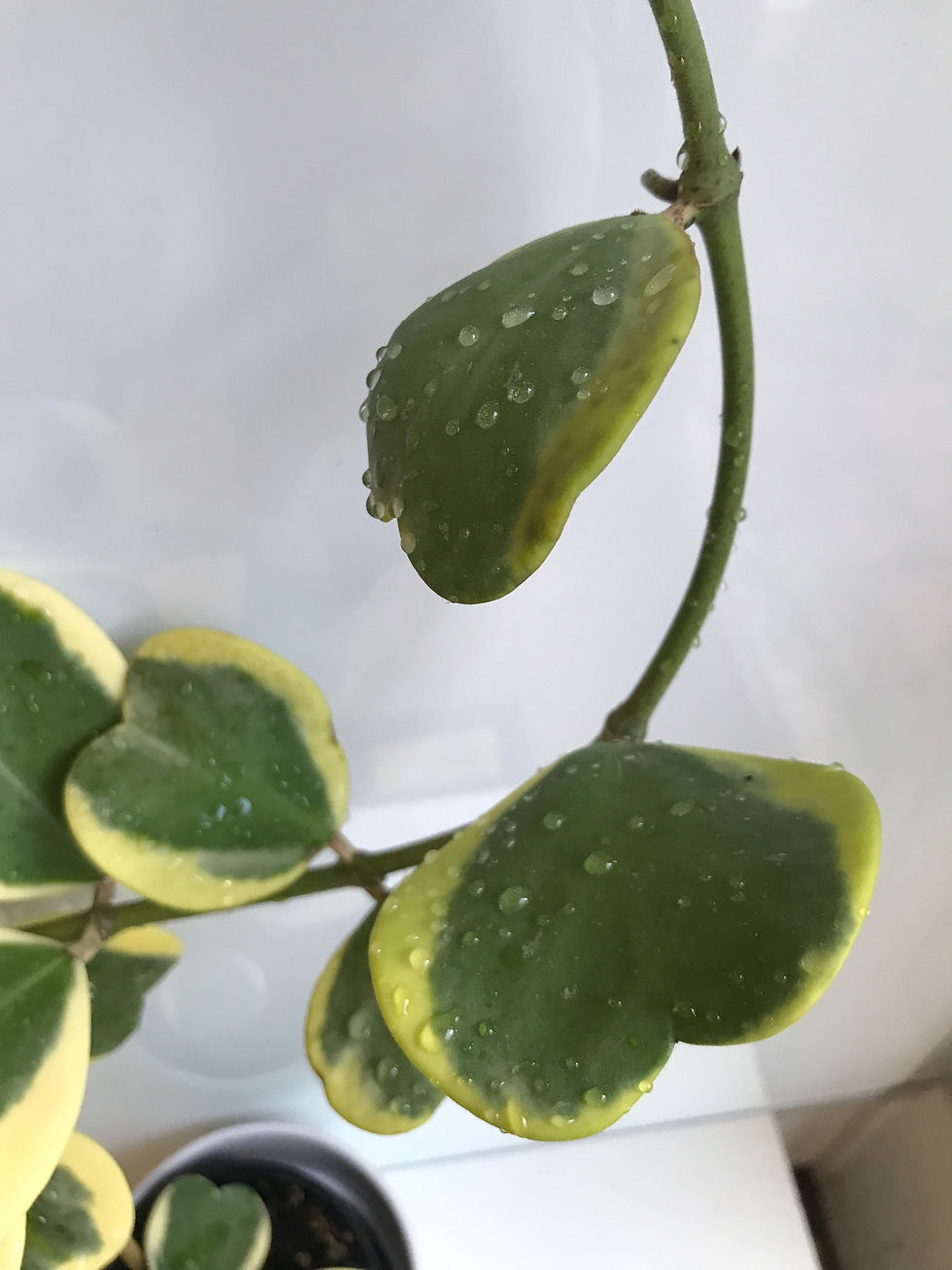 Thumbnail: Hoya Kerrii Albomarginata