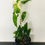 Thumbnail: Syngonium albo variegata