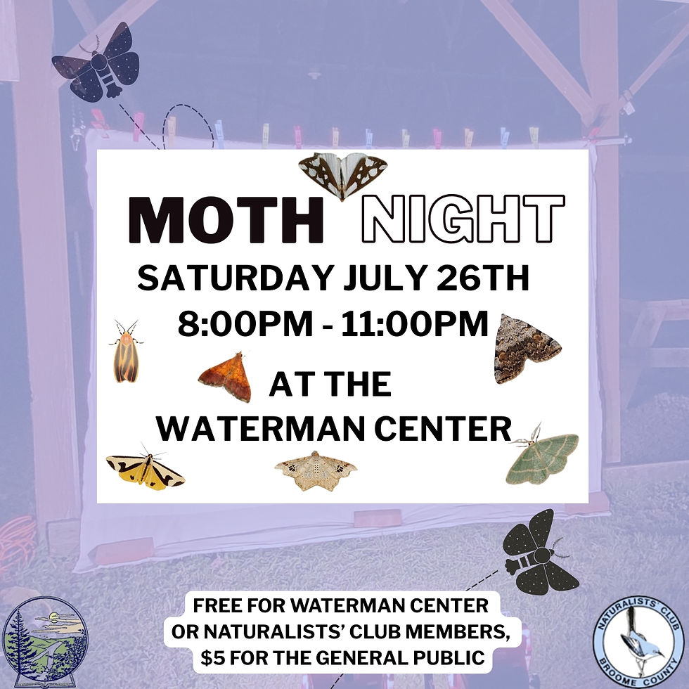 Moth Night