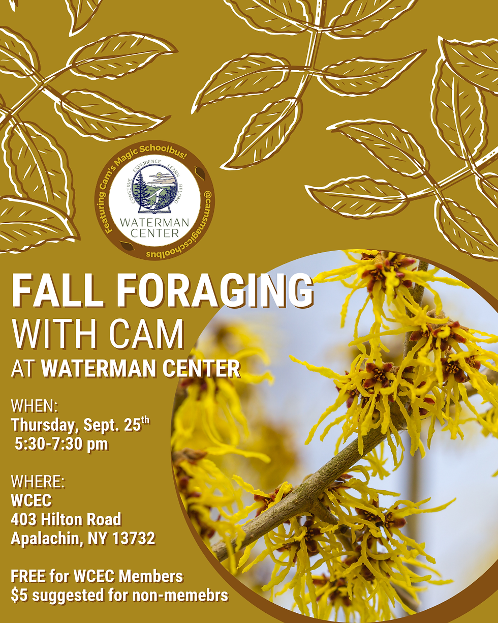 Fall Foraging with Cam