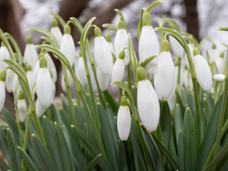 Signs of Springtime 2019