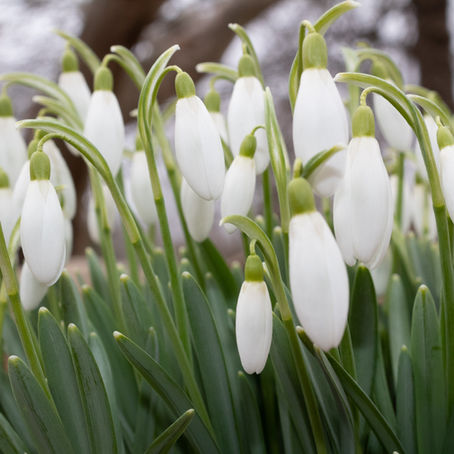 Signs of Springtime 2019