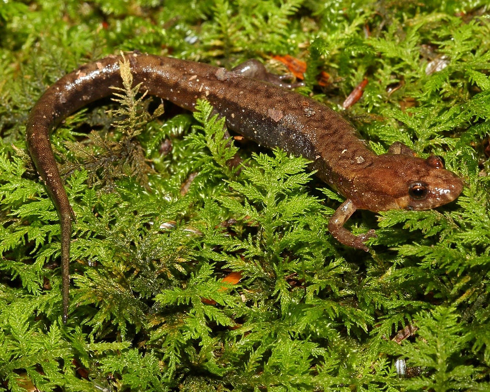 Salamander Seminar and Stream Survey