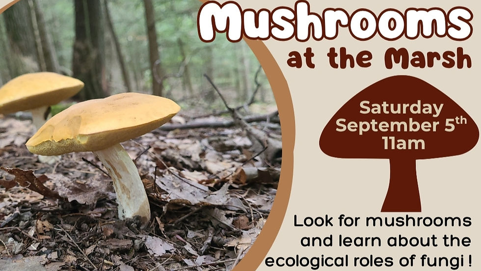 Mushrooms at the Marsh