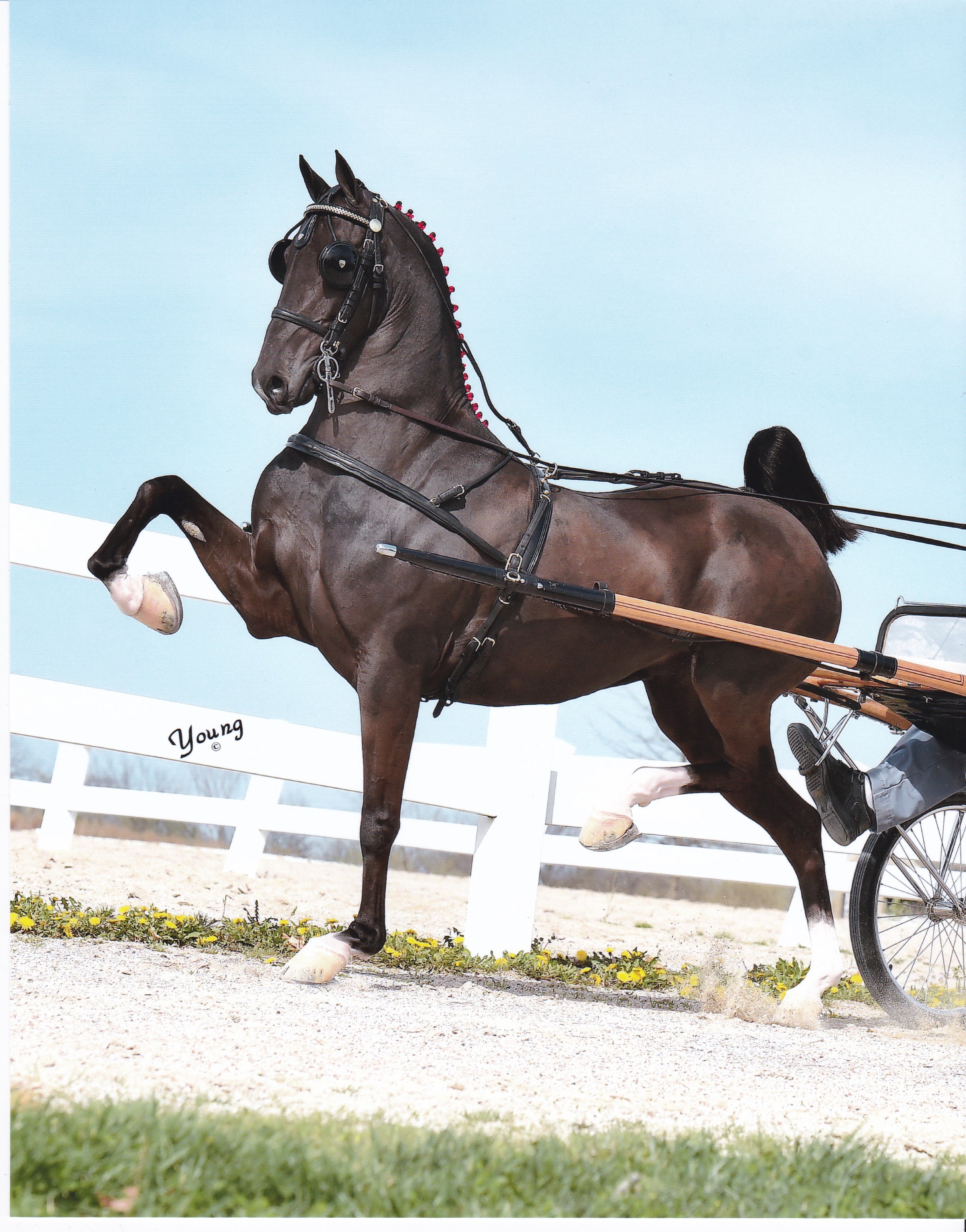 2015-h-sugar-plum