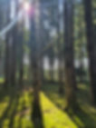 Wald HIntergrund.jpeg