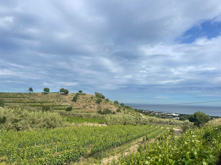 Alta Alella: A Taste of Barcelona