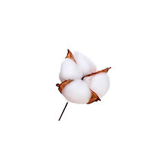 Ornamento Algodon 4pzs