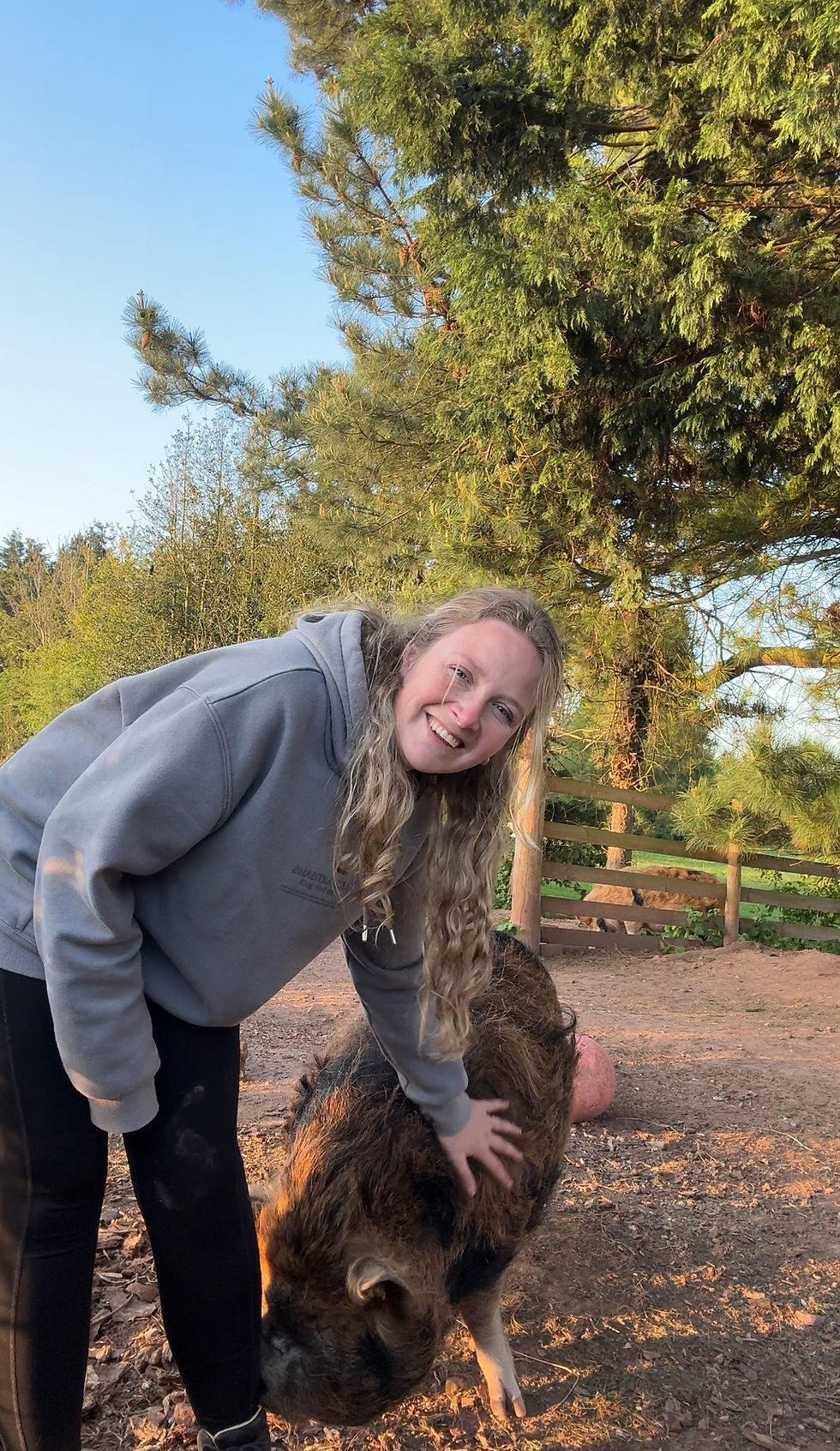 A person in a gray hoodie pets a pig in a sunny, wooded area with a fence. The mood is joyful and relaxed.