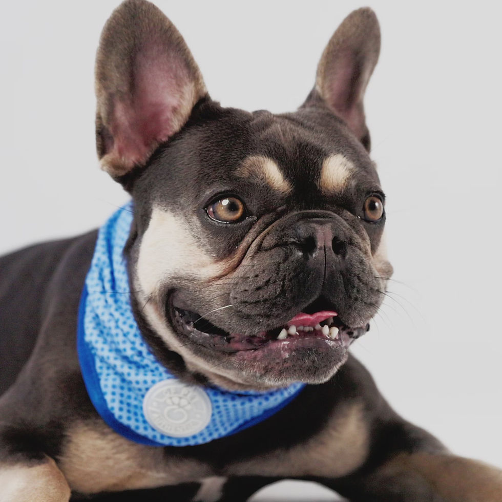 Thumbnail: ICE BAND - Dog Cooling Bandana - Blue
