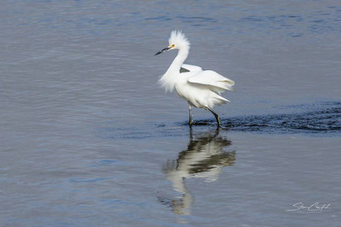 Downwind Snowy Egret.jpg
