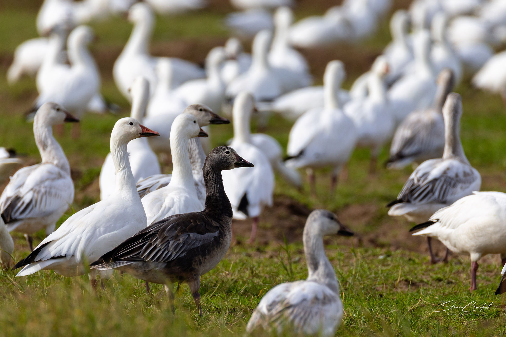 Juvenile Blue Morph Snow Goose
