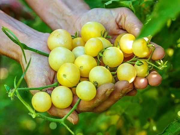 tomato-napa-chardonnay-tx132-esparto-ma-dsc08619-_1_.webp