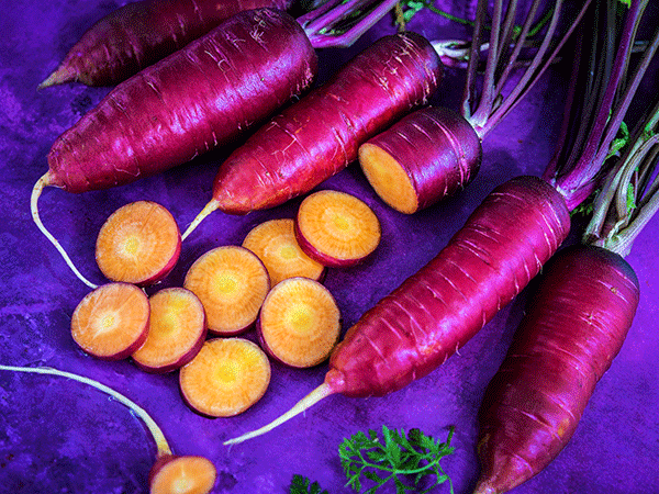 carrot-purple-dragon-lss-dsc_9677.webp
