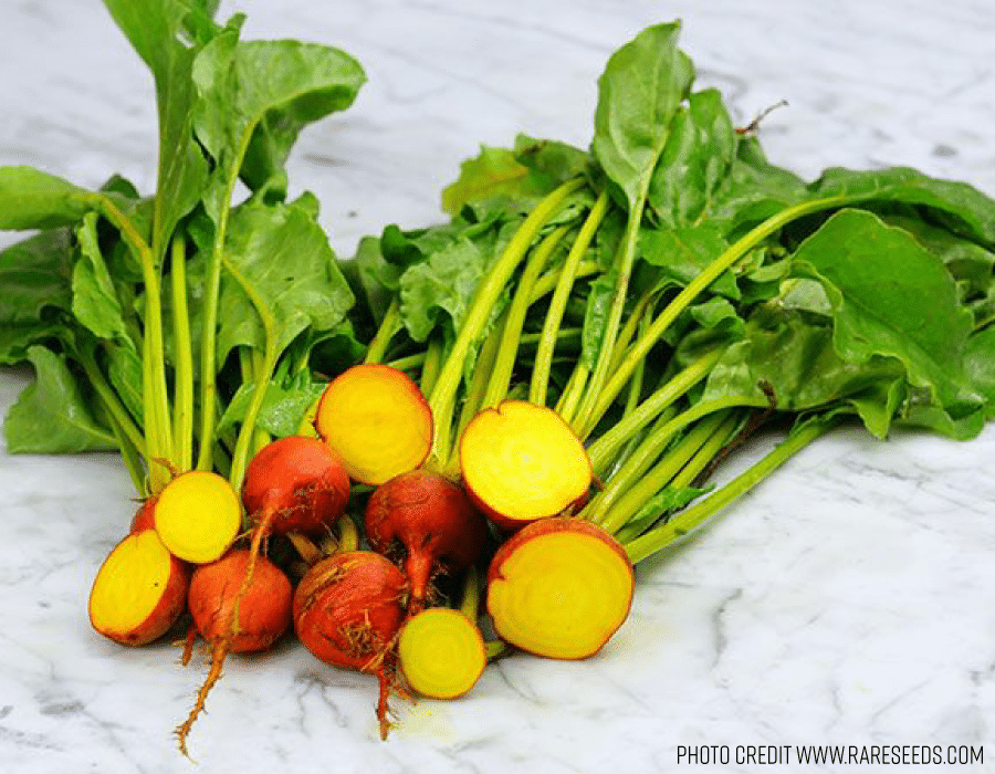 Golden-Beet-II.webp