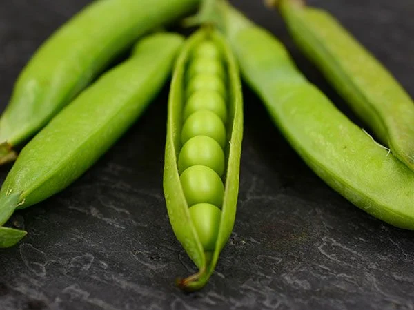 Pea-Garden-Lincoln-GP104-DSC_2524.webp