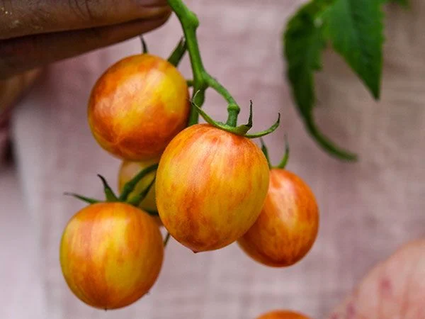 tomato-sunrise-bumblebee-lss-dsc_4087.webp