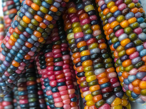 corn-glass-gem-lss-dsc_1160.webp