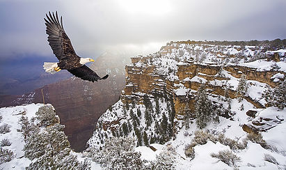 bald-eagle-flying-above-grand-canyon-steve-collender.jpeg