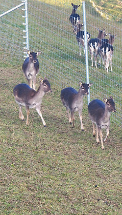 WhatsApp Image 2025-12-21 at 10.16.48.jpeg