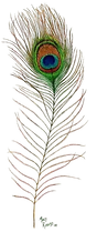 peacock-feather-mary-rogers-removebg-preview (1).png
