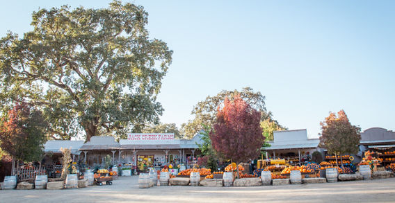 Pumpkin Season at Jack Creek Farms