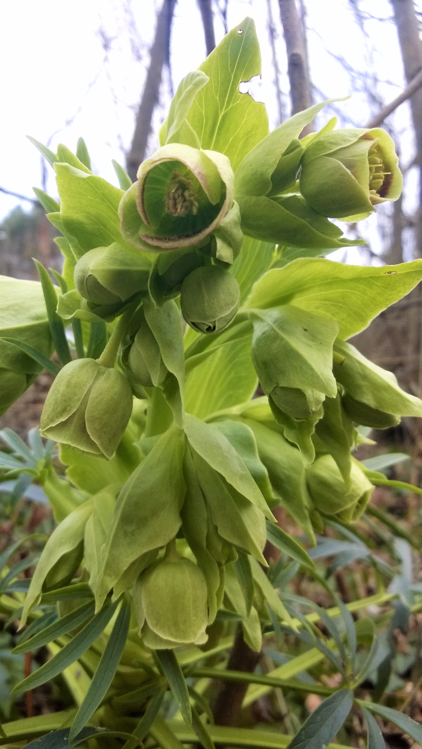 Shades of Green in Winter
