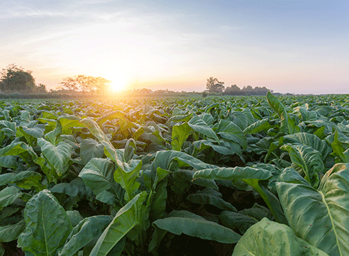 cigar growing climate in a field
