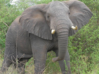 Decline of large herbivores will create 'empty landscapes'