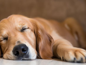 Why Your Dog Sleeps So Much — And When You Should Actually Worry