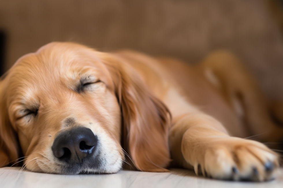 Why Your Dog Sleeps So Much — And When You Should Actually Worry