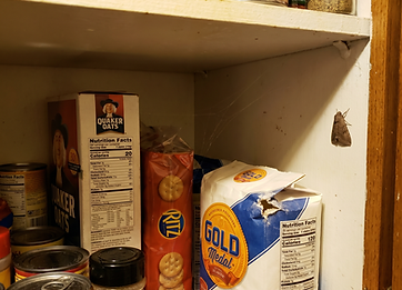 freepik_casual-iphone-photo-of-a-_2842122585 (1).png