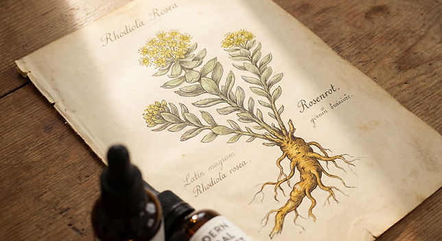 rhodiola.jpg
