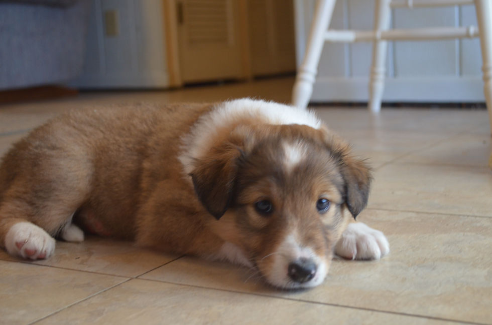 Laddie 5 weeks