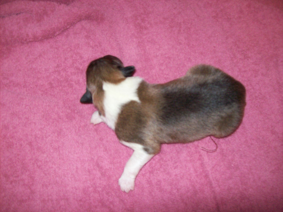 2007-01-01 2016 Pups day 3 026.JPG