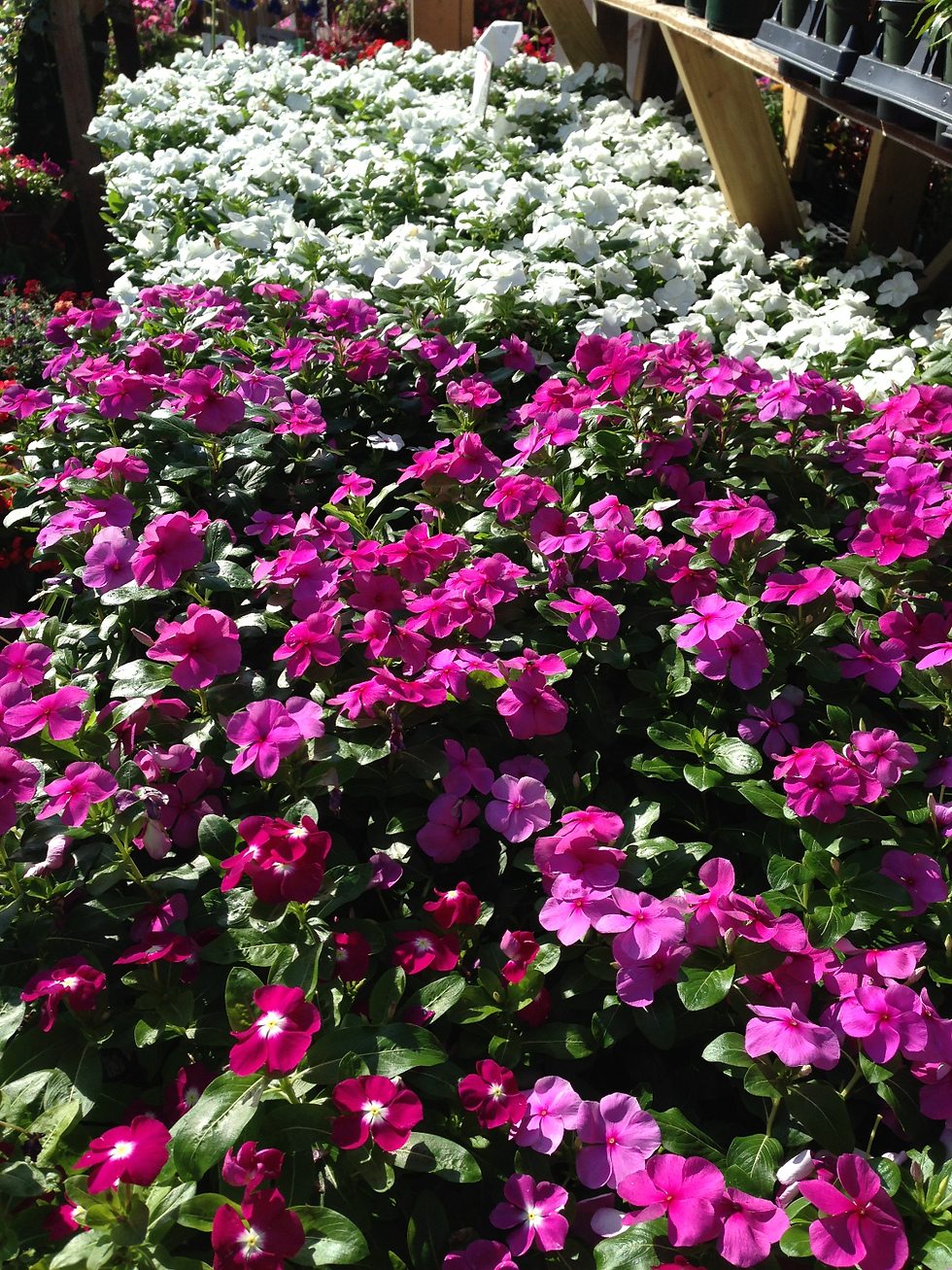 Annuals