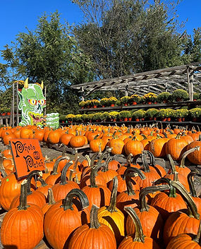 pumpkins