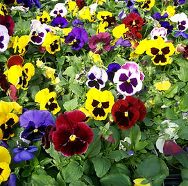 Pansies