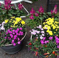 Combo Planters