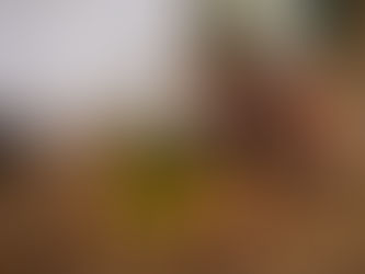 Beneficios del aceite de argán para tu cabello , piel y cuerpo