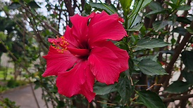 Hibiscus.png